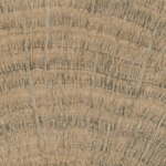 SL INUK HONEY 23X120